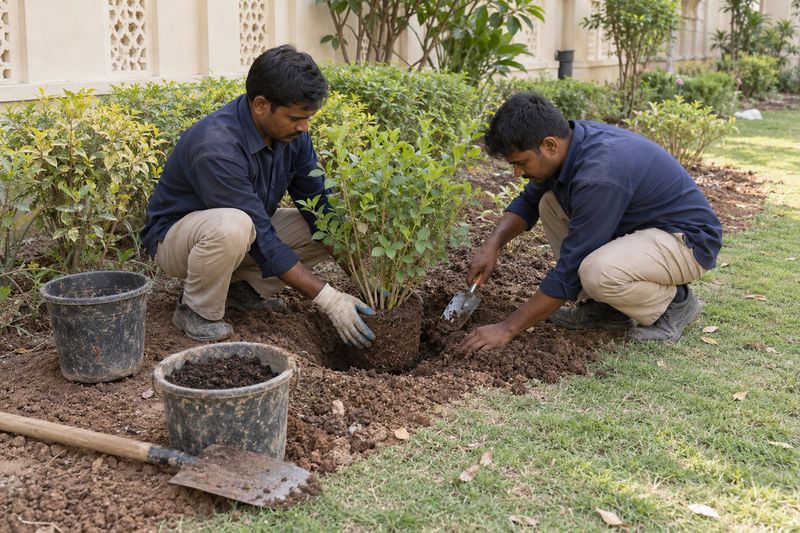 Illustration: planting and soil preparation