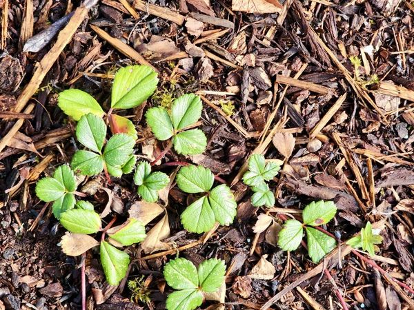 Bark mulch conserving soil moisture
