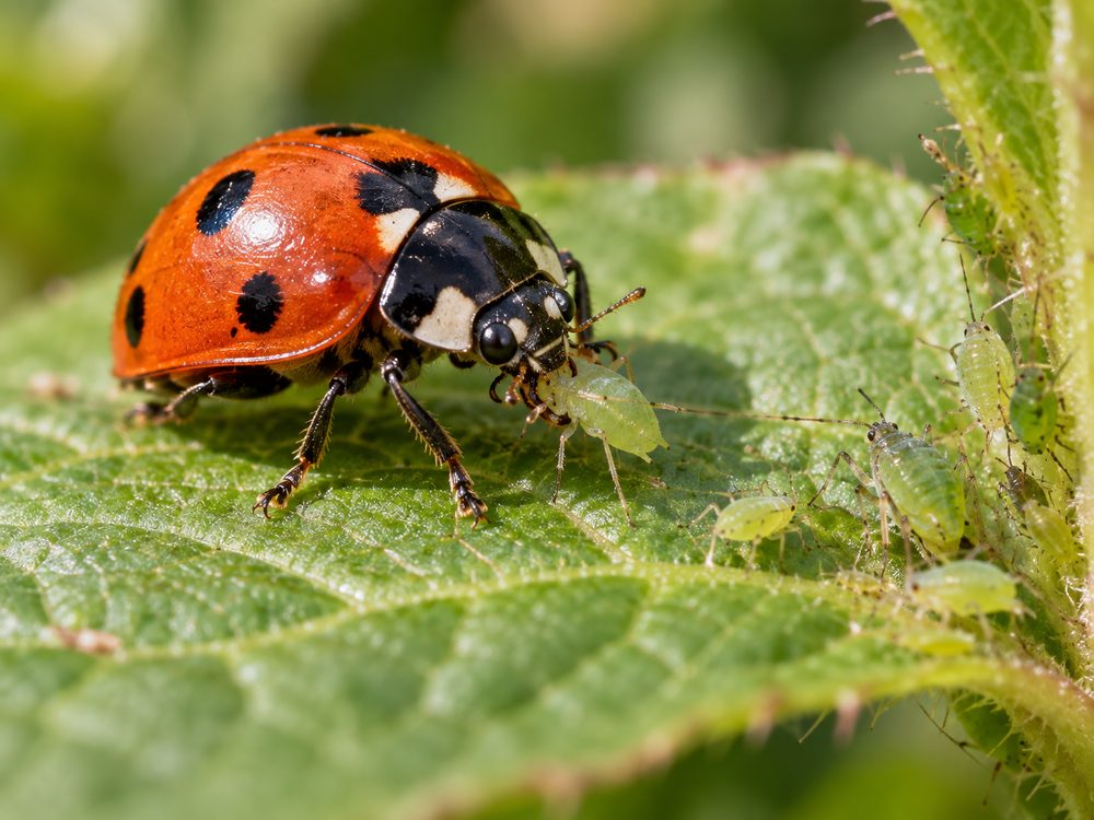 Ladybird feeding on aphids on a leaf — natural pest control