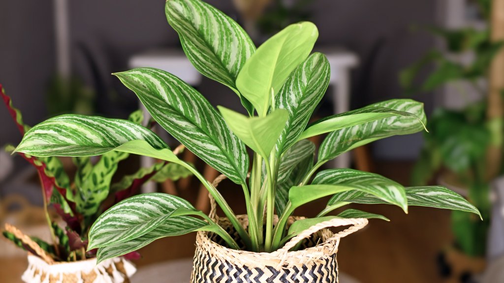 indoor plants for home