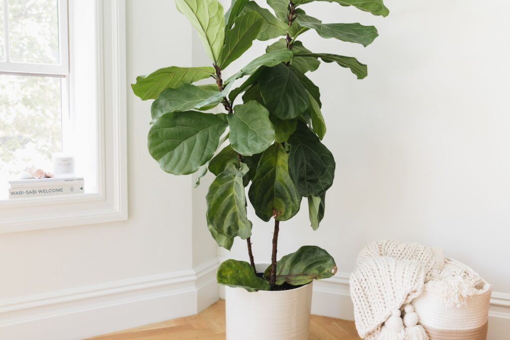 indoor plants for home