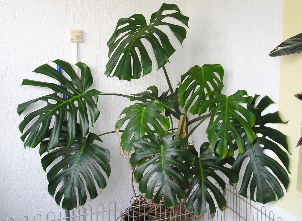 indoor plants for home