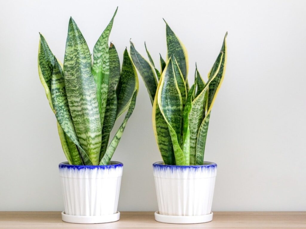 indoor plants for home