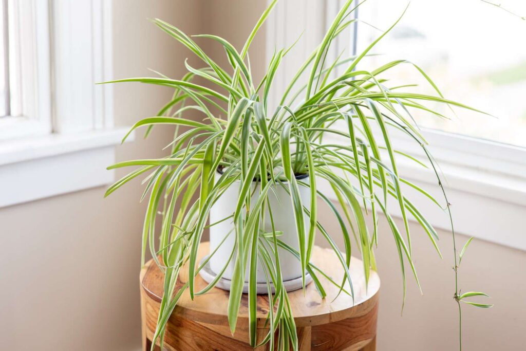 indoor plants for home