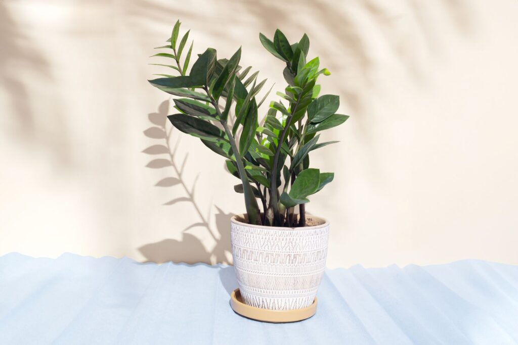 indoor plants for home